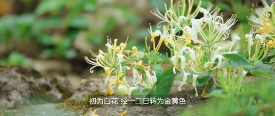 大山里这样一朵花，值得你来看