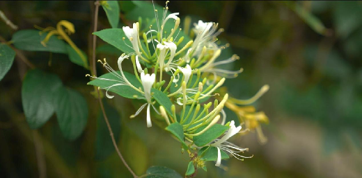 廉心药语：金银花——坚韧刚毅固廉洁